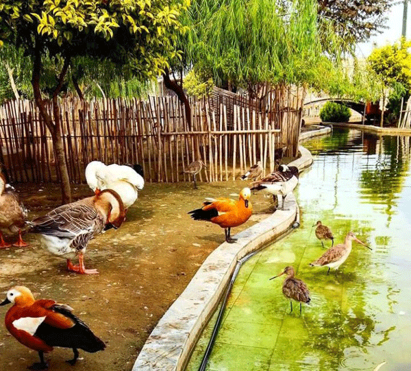 باغ پرندگان