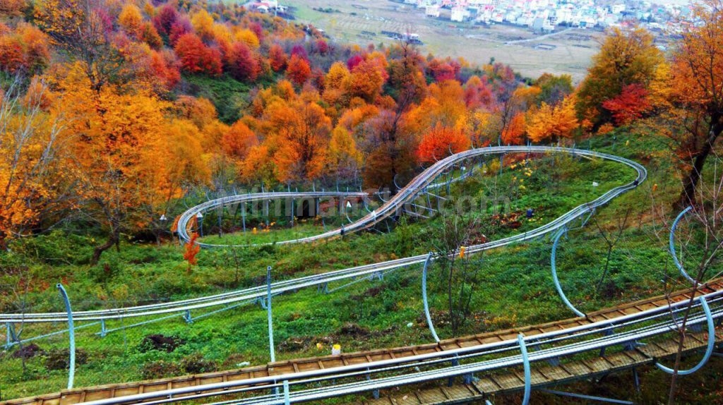 جنگل گیسوم